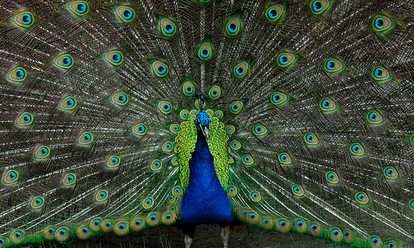 peacock-1597