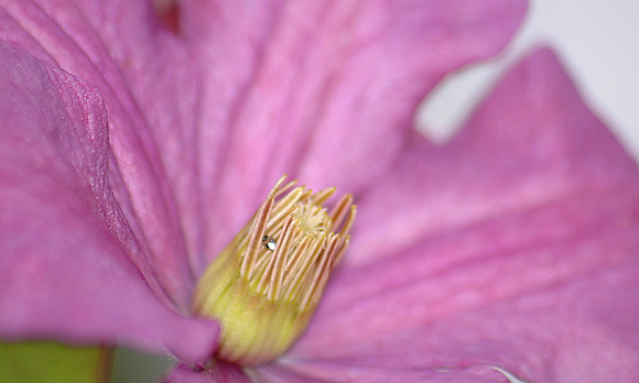 purple-flower