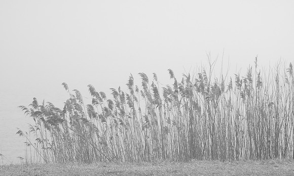 reeds-0076