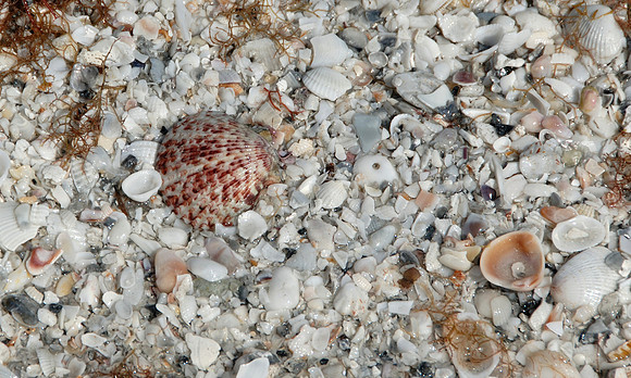 sea-shells-2550
