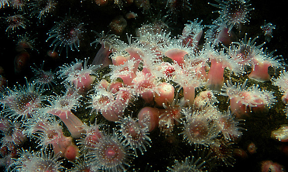 anenome-0529