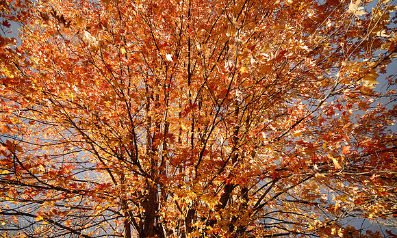 autumn-leaves