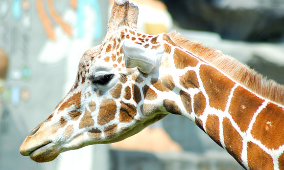 giraffe-1624