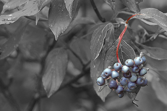 DSC_0004_orig