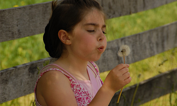 dandelion_100065